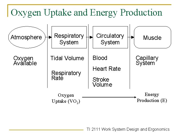 Oxygen Uptake and Energy Production Atmosphere Respiratory System Oxygen Available Tidal Volume Respiratory Rate