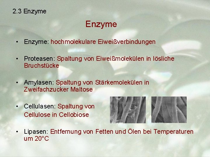 2. 3 Enzyme • Enzyme: hochmolekulare Eiweißverbindungen • Proteasen: Spaltung von Eiweißmolekülen in lösliche