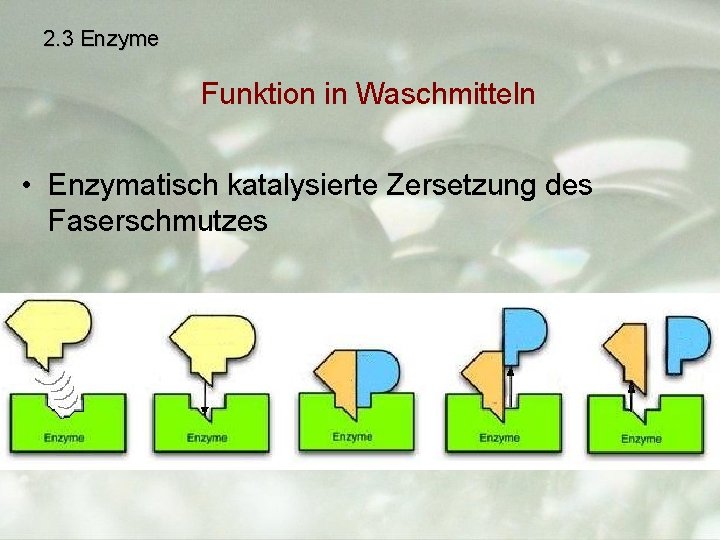 2. 3 Enzyme Funktion in Waschmitteln • Enzymatisch katalysierte Zersetzung des Faserschmutzes 