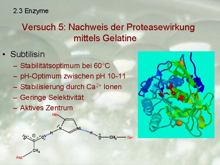 2. 3 Enzyme Versuch 5: Nachweis der Proteasewirkung mittels Gelatine • Subtilisin – –