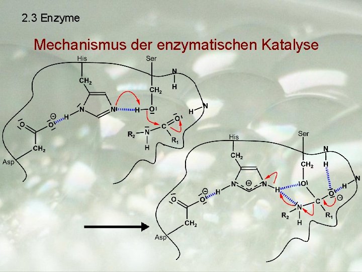 2. 3 Enzyme Mechanismus der enzymatischen Katalyse 