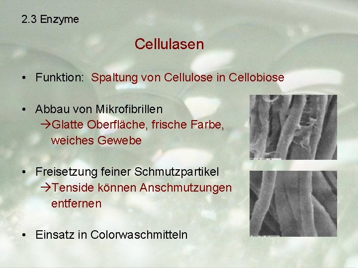 2. 3 Enzyme Cellulasen • Funktion: Spaltung von Cellulose in Cellobiose • Abbau von