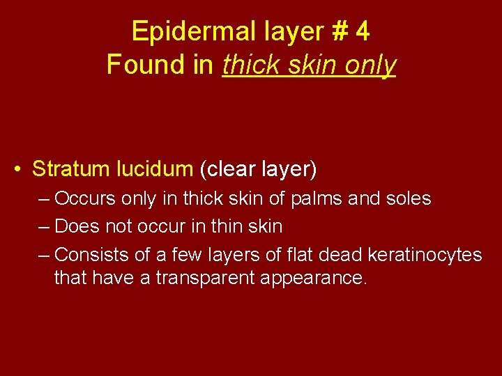 Epidermal layer # 4 Found in thick skin only • Stratum lucidum (clear layer)