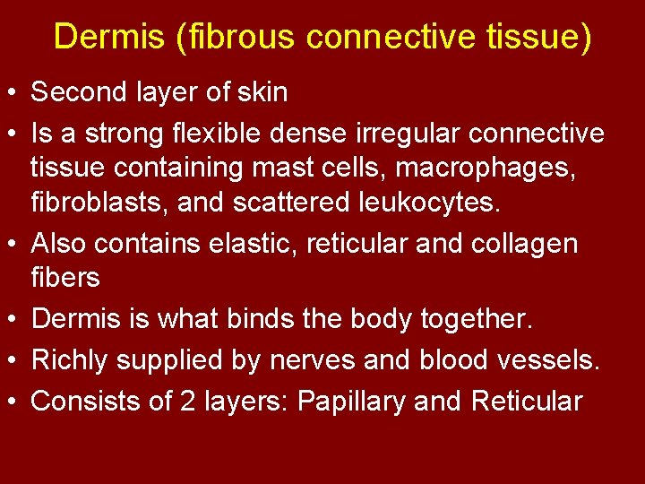 Dermis (fibrous connective tissue) • Second layer of skin • Is a strong flexible