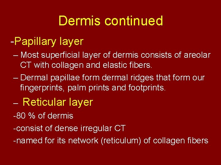 Dermis continued -Papillary layer – Most superficial layer of dermis consists of areolar CT