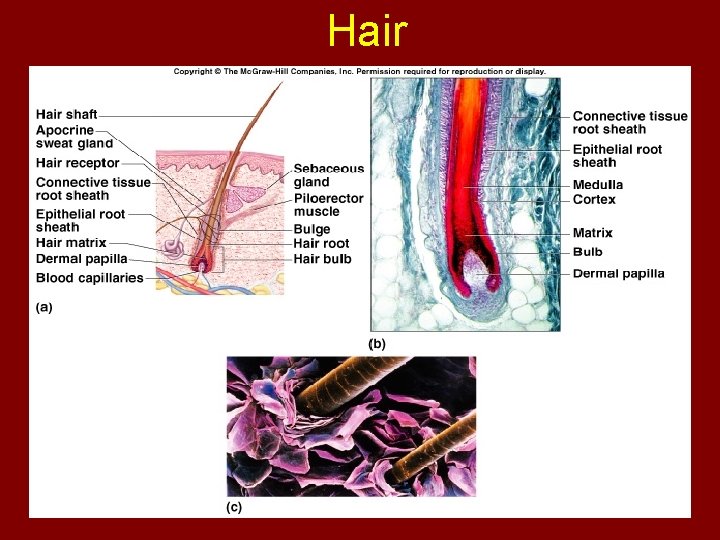 Hair 
