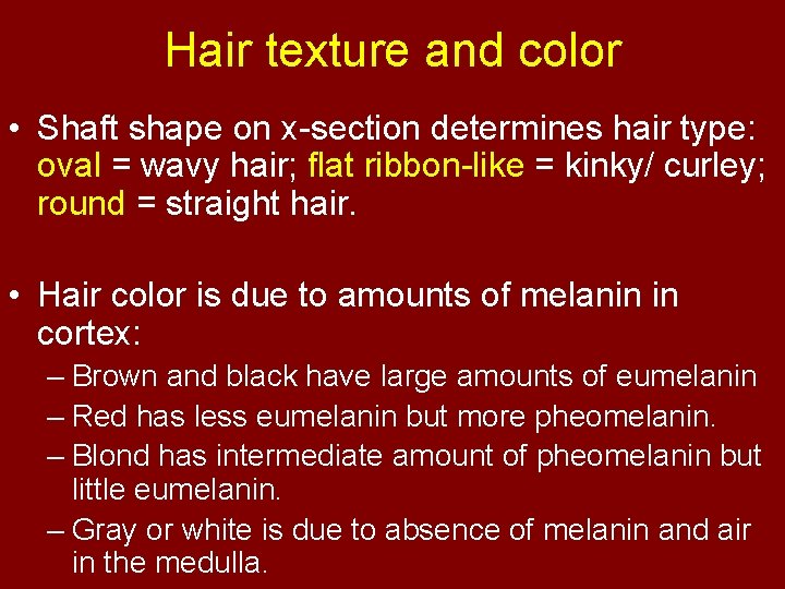 Hair texture and color • Shaft shape on x-section determines hair type: oval =