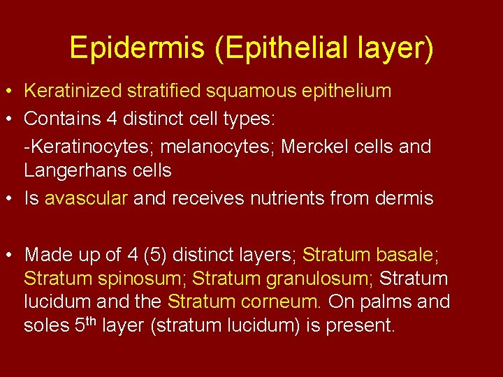 Epidermis (Epithelial layer) • Keratinized stratified squamous epithelium • Contains 4 distinct cell types: