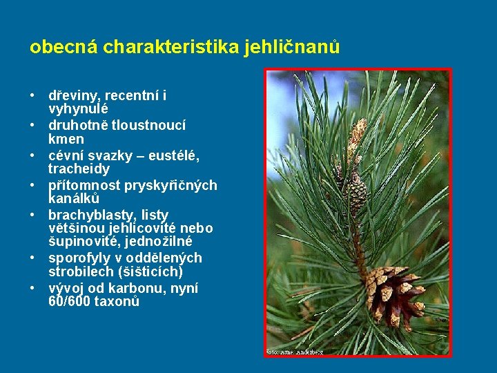 obecná charakteristika jehličnanů • dřeviny, recentní i vyhynulé • druhotně tloustnoucí kmen • cévní