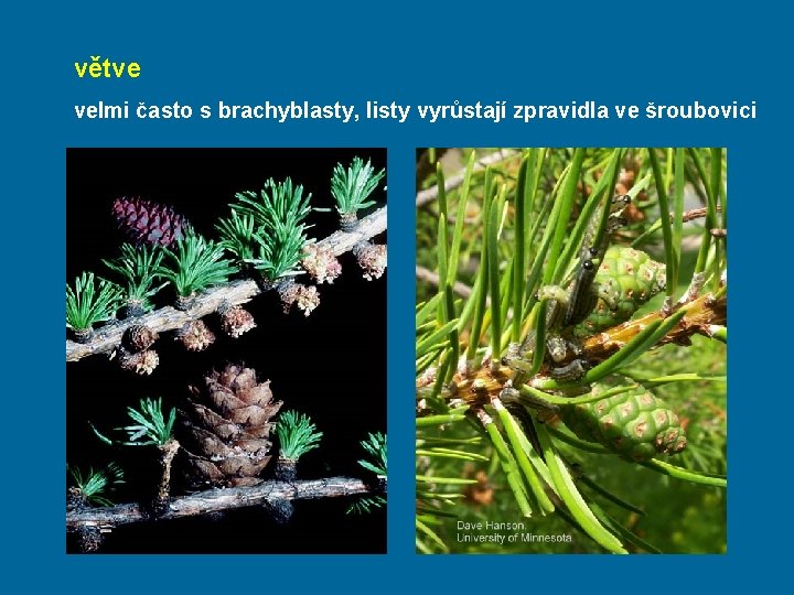 větve velmi často s brachyblasty, listy vyrůstají zpravidla ve šroubovici 