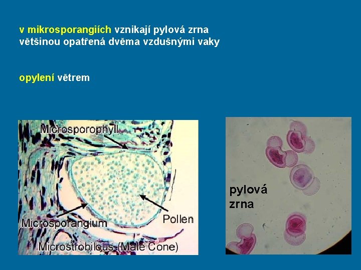 v mikrosporangiích vznikají pylová zrna většinou opatřená dvěma vzdušnými vaky opylení větrem pylová zrna