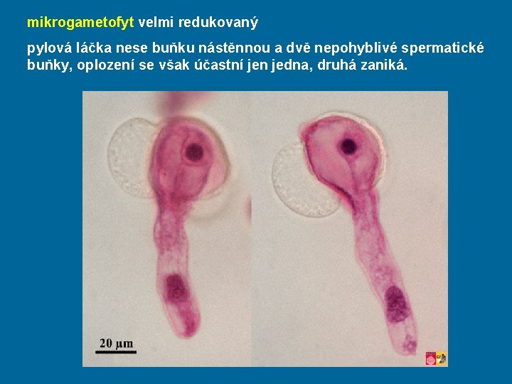 mikrogametofyt velmi redukovaný pylová láčka nese buňku nástěnnou a dvě nepohyblivé spermatické buňky, oplození