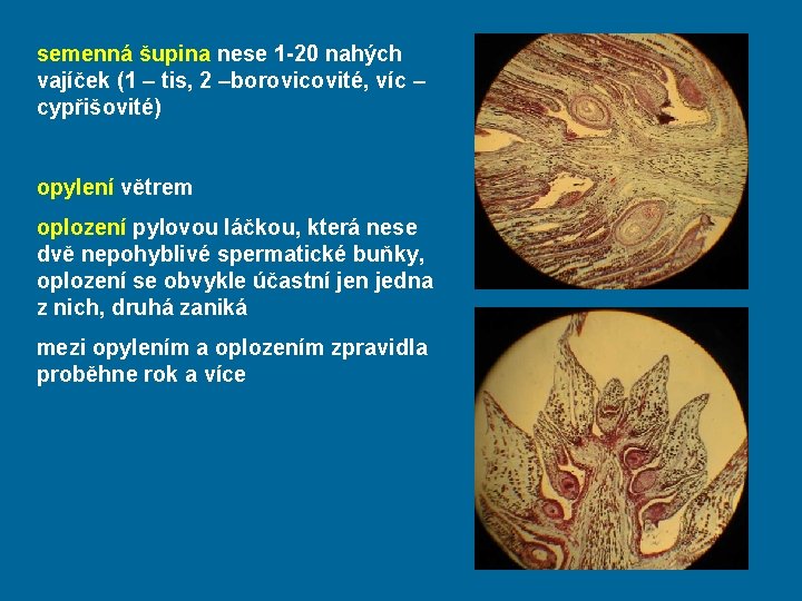 semenná šupina nese 1 -20 nahých vajíček (1 – tis, 2 –borovicovité, víc –