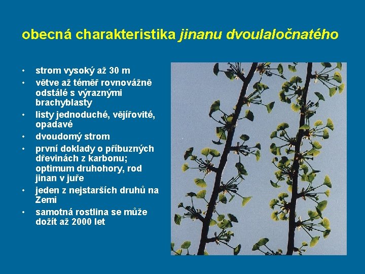 obecná charakteristika jinanu dvoulaločnatého • • strom vysoký až 30 m větve až téměř
