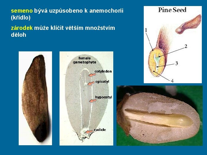 semeno bývá uzpůsobeno k anemochorii (křídlo) zárodek může klíčit větším množstvím děloh 