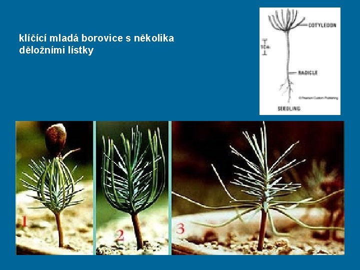 klíčící mladá borovice s několika děložními lístky 