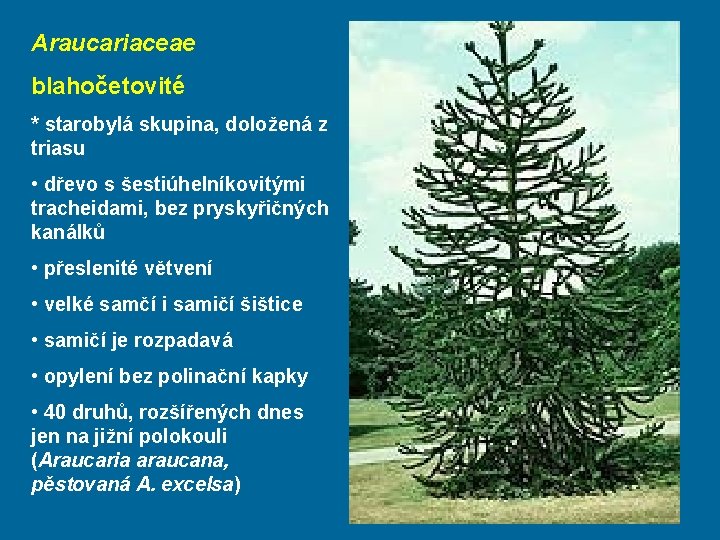 Araucariaceae blahočetovité * starobylá skupina, doložená z triasu • dřevo s šestiúhelníkovitými tracheidami, bez
