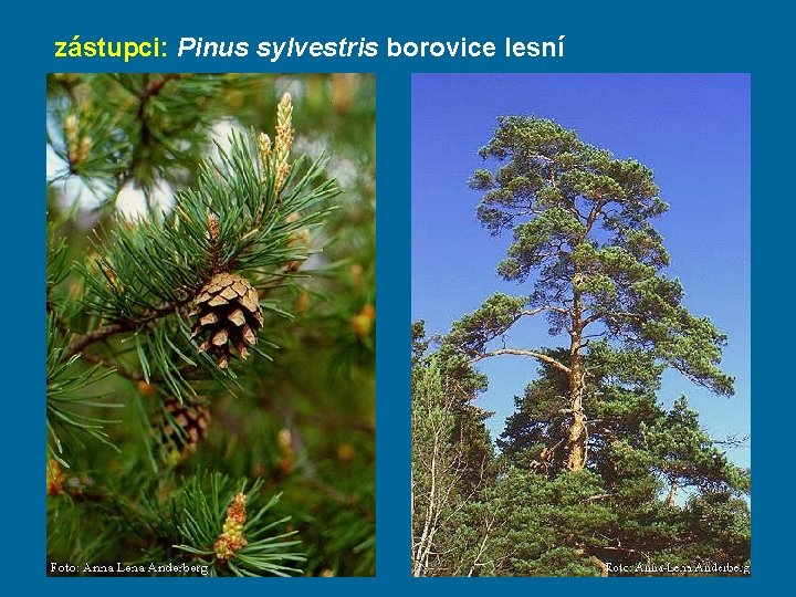 zástupci: Pinus sylvestris borovice lesní 