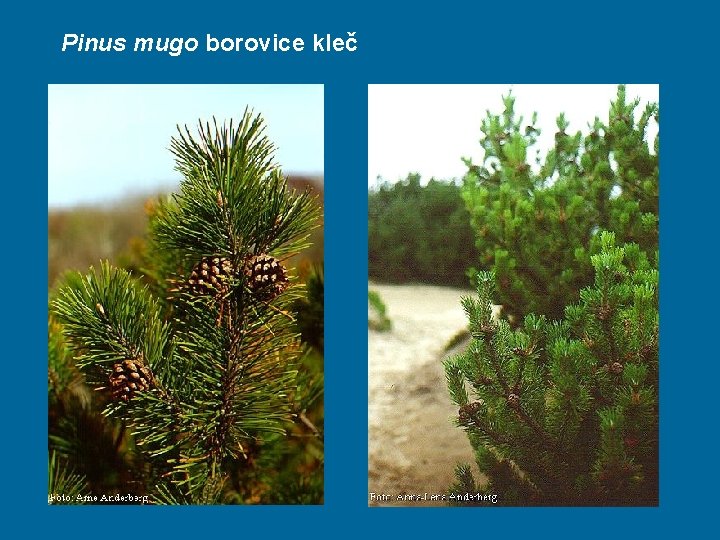 Pinus mugo borovice kleč 