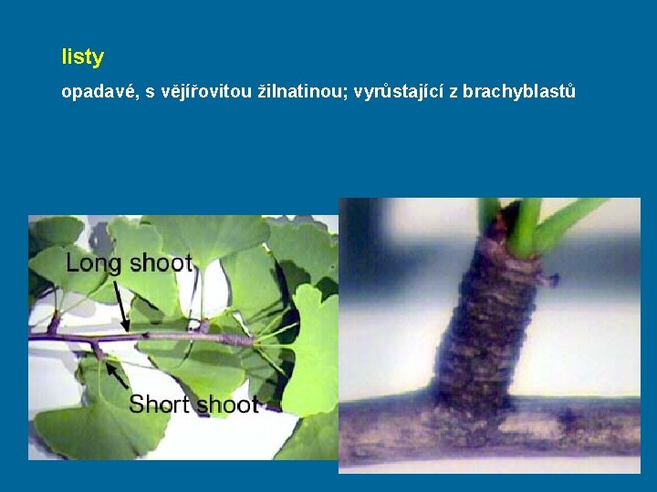 listy opadavé, s vějířovitou žilnatinou; vyrůstající z brachyblastů 