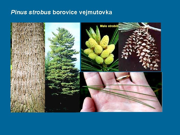 Pinus strobus borovice vejmutovka 