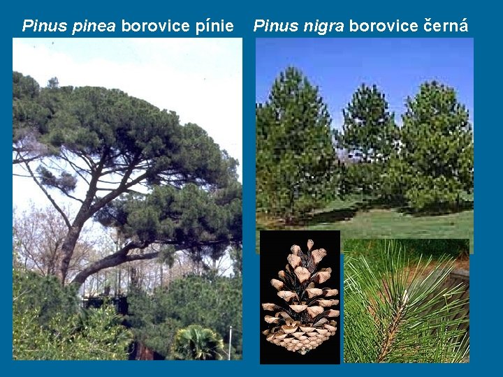 Pinus pinea borovice pínie Pinus nigra borovice černá 