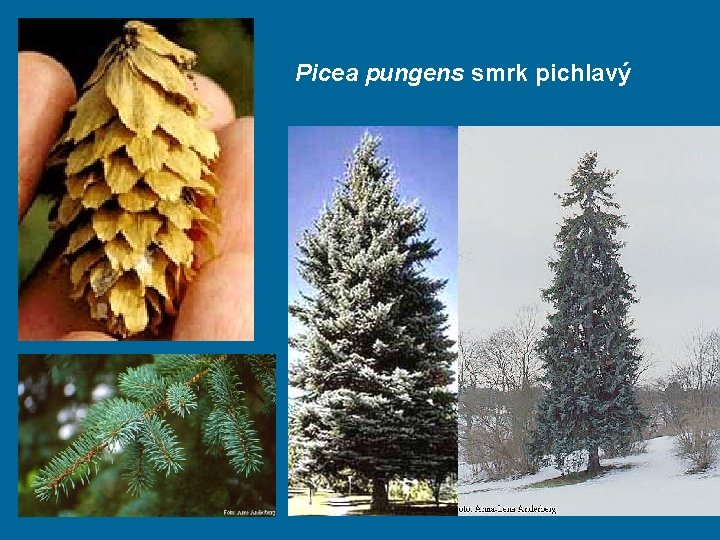 Picea pungens smrk pichlavý 