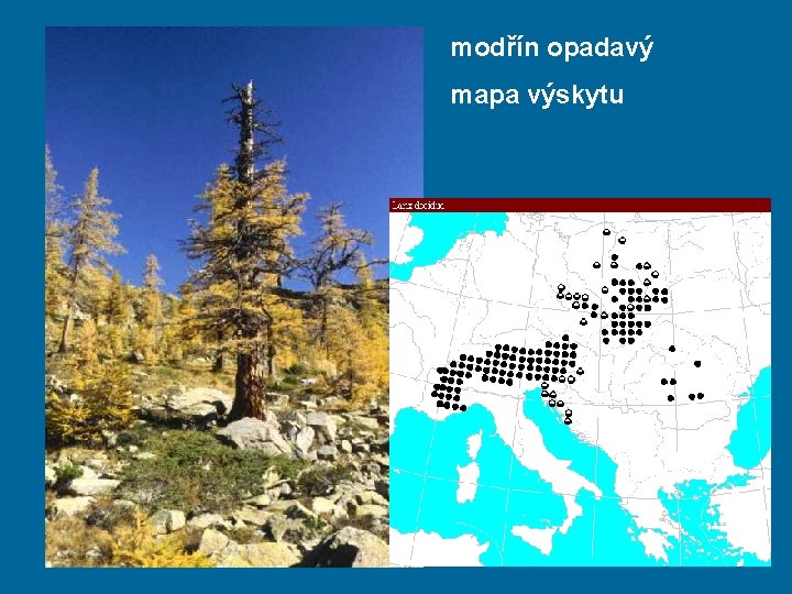 modřín opadavý mapa výskytu 