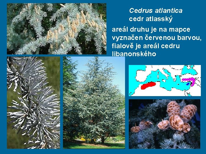 Cedrus atlantica cedr atlasský areál druhu je na mapce vyznačen červenou barvou, fialově je