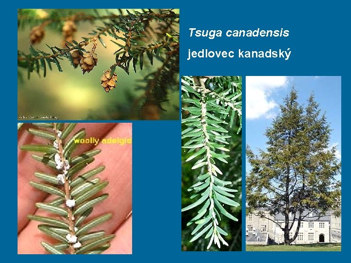 Tsuga canadensis jedlovec kanadský 