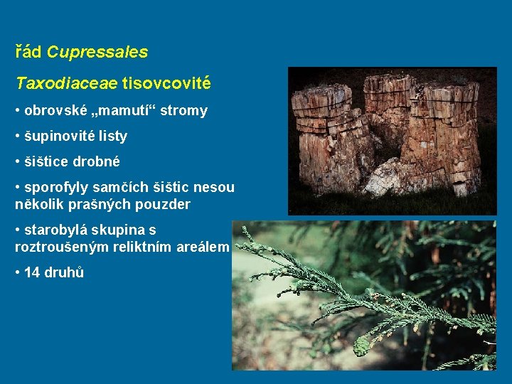 řád Cupressales Taxodiaceae tisovcovité • obrovské „mamutí“ stromy • šupinovité listy • šištice drobné