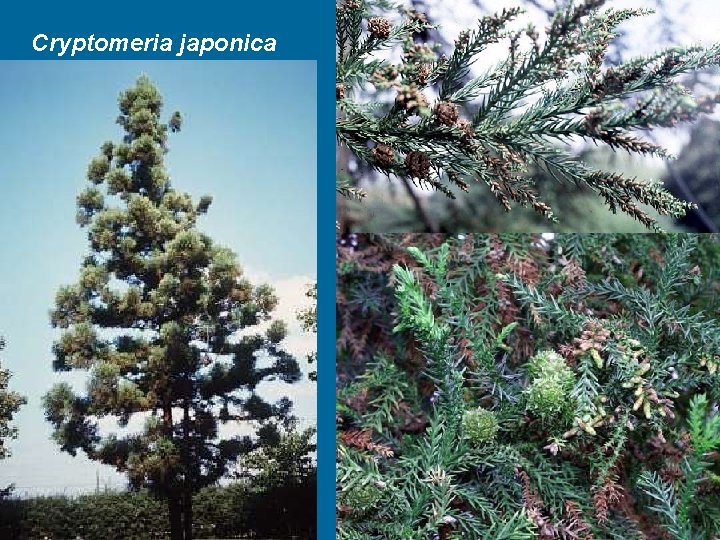 Cryptomeria japonica 