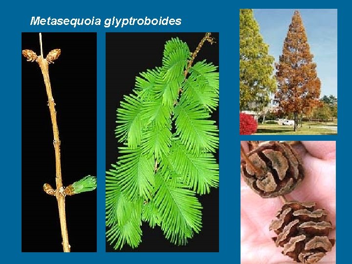Metasequoia glyptroboides 