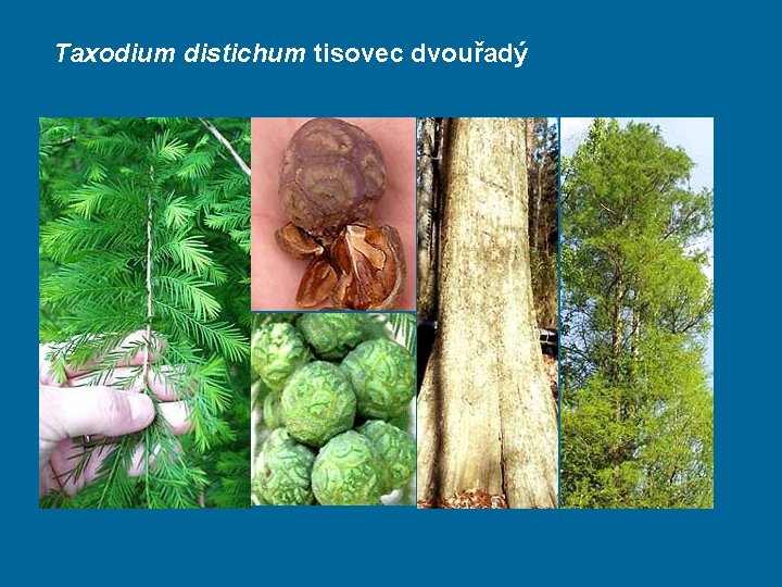 Taxodium distichum tisovec dvouřadý 