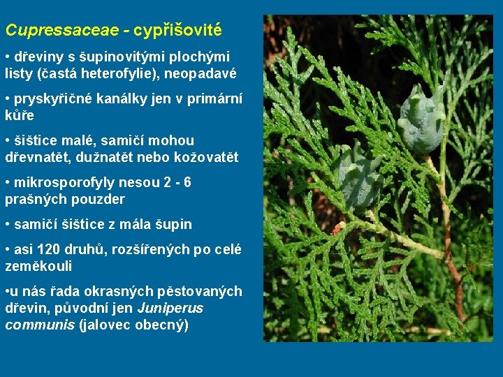 Cupressaceae - cypřišovité • dřeviny s šupinovitými plochými listy (častá heterofylie), neopadavé • pryskyřičné
