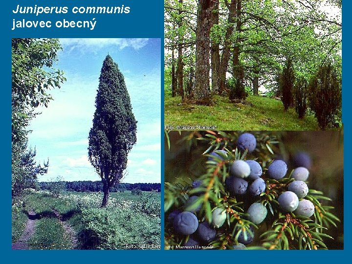 Juniperus communis jalovec obecný 