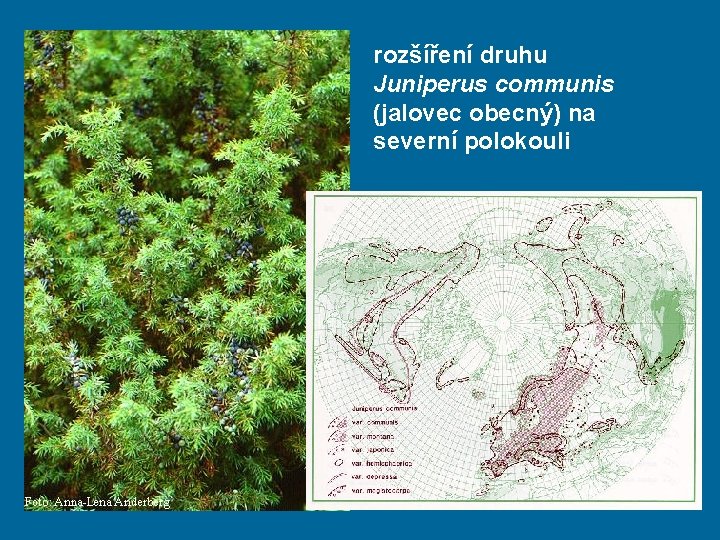 rozšíření druhu Juniperus communis (jalovec obecný) na severní polokouli 