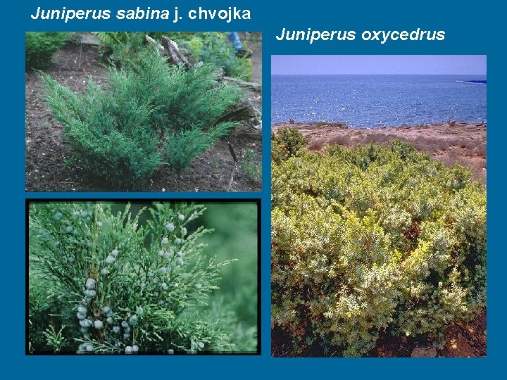 Juniperus sabina j. chvojka Juniperus oxycedrus 