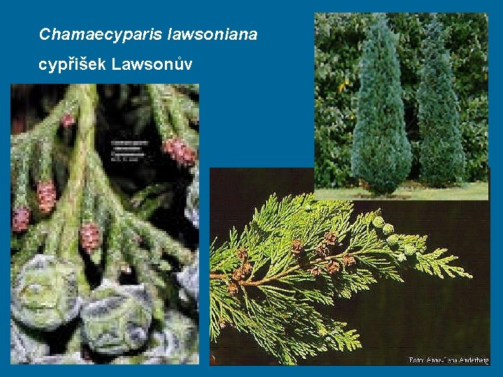 Chamaecyparis lawsoniana cypřišek Lawsonův 