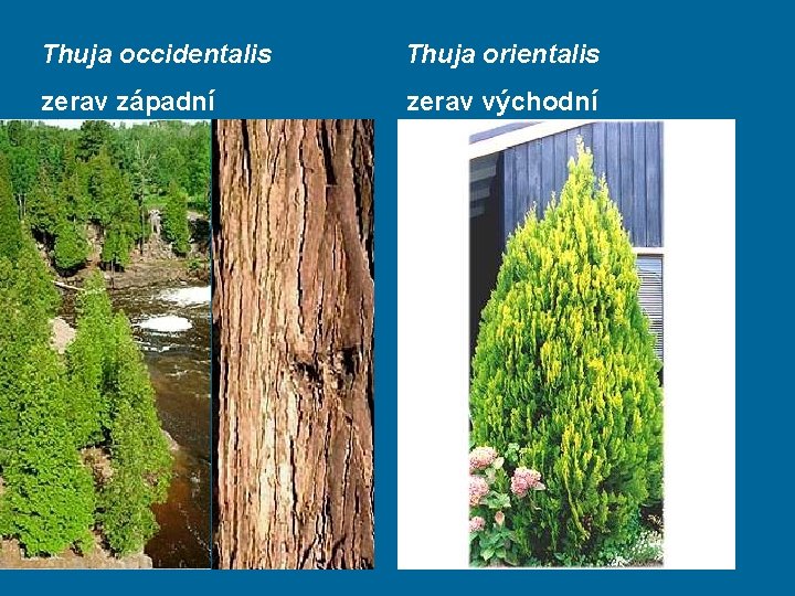 Thuja occidentalis Thuja orientalis zerav západní zerav východní 