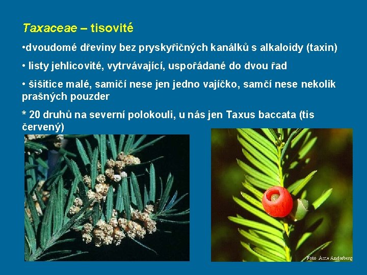 Taxaceae – tisovité • dvoudomé dřeviny bez pryskyřičných kanálků s alkaloidy (taxin) • listy