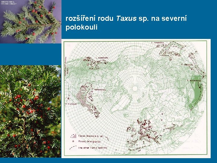 rozšíření rodu Taxus sp. na severní polokouli 