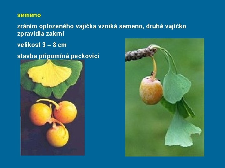 semeno zráním oplozeného vajíčka vzniká semeno, druhé vajíčko zpravidla zakrní velikost 3 – 8
