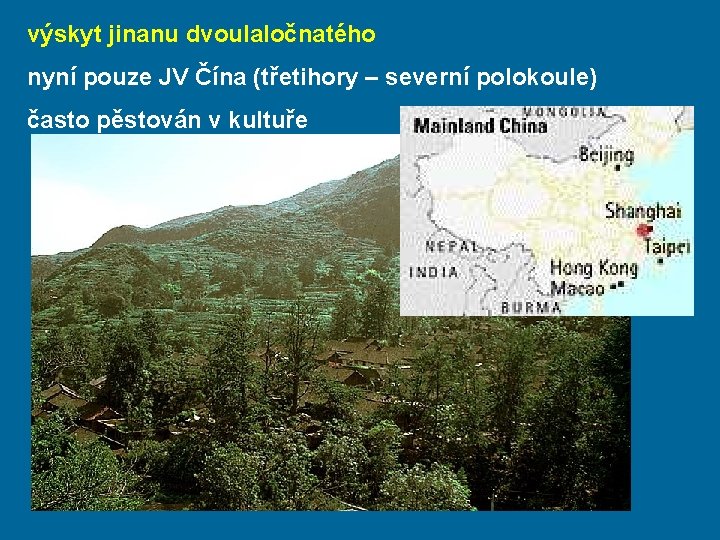 výskyt jinanu dvoulaločnatého nyní pouze JV Čína (třetihory – severní polokoule) často pěstován v