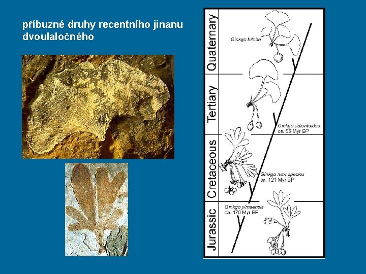 příbuzné druhy recentního jinanu dvoulaločného 