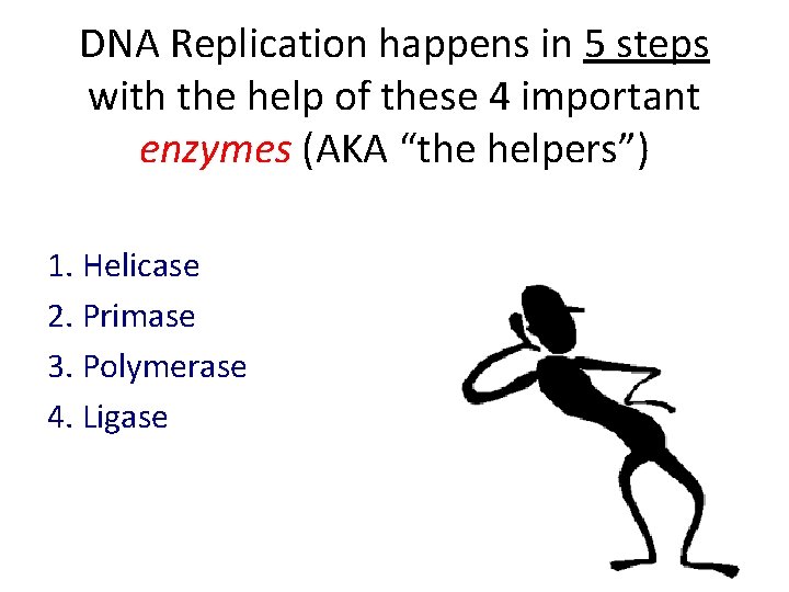 DNA Replication happens in 5 steps with the help of these 4 important enzymes