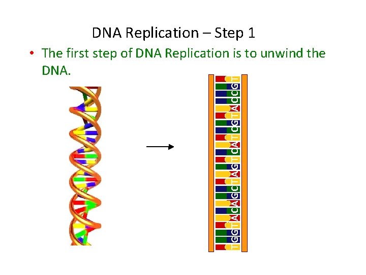 DNA Replication – Step 1 T G G T A C A G C