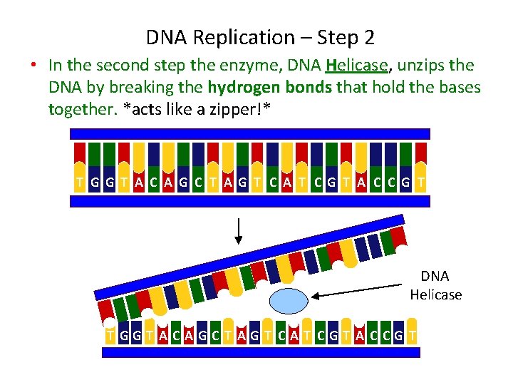 DNA Replication – Step 2 • In the second step the enzyme, DNA Helicase,