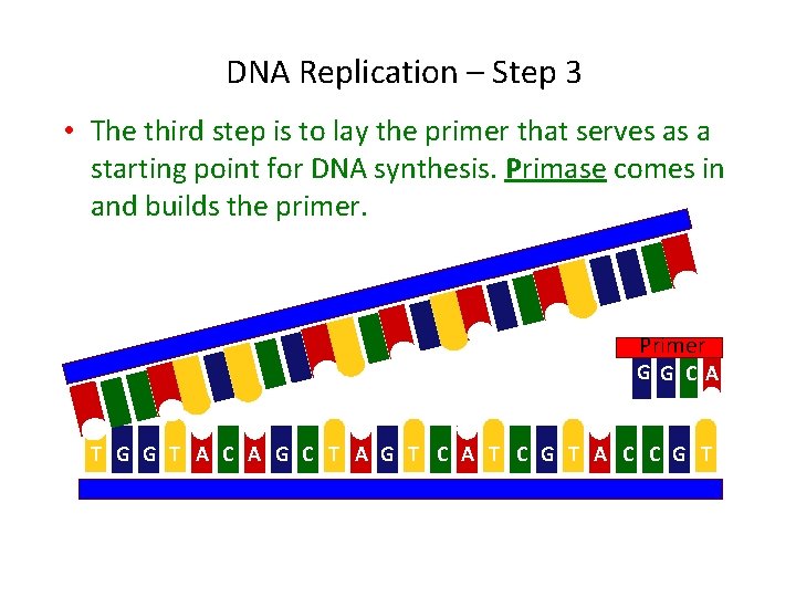 DNA Replication – Step 3 • The third step is to lay the primer