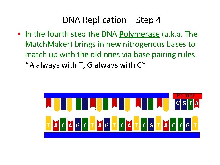 DNA Replication – Step 4 • In the fourth step the DNA Polymerase (a.